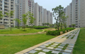 295x180xolive1.jpg.pagespeed.ic.bYN6Ujpqul